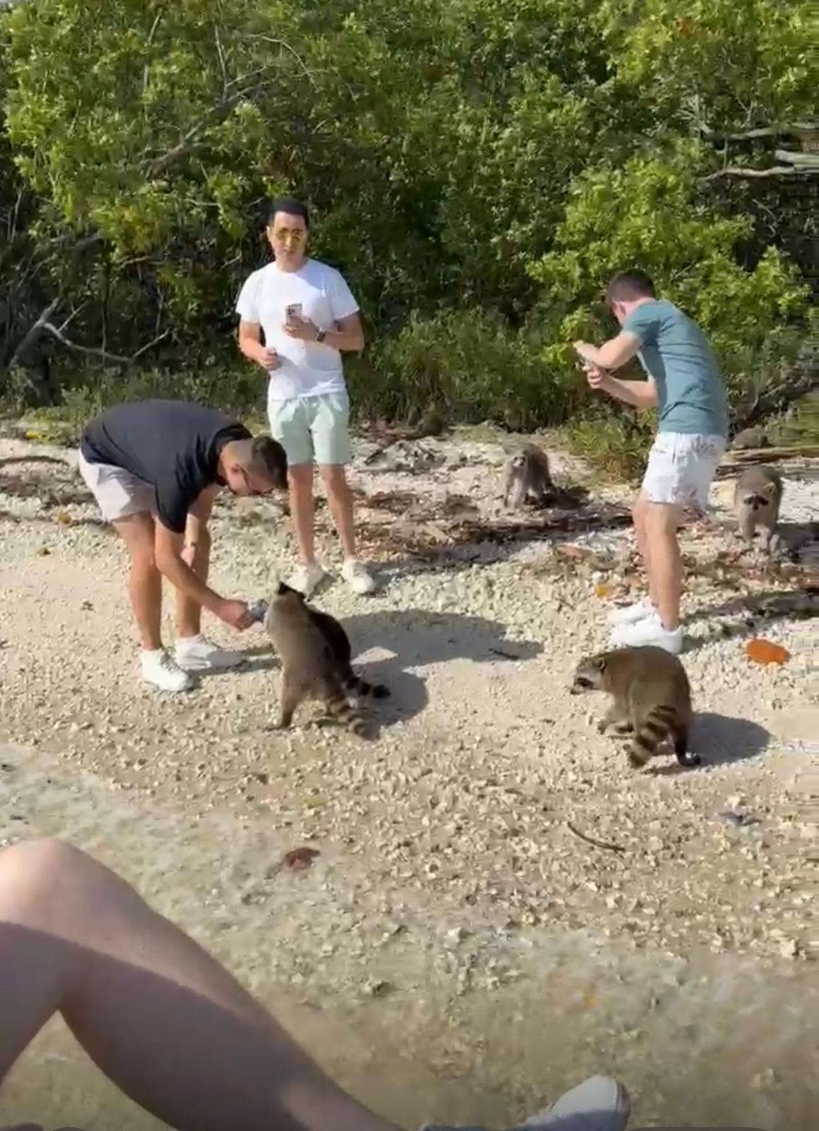 Raccoon Island Tour
